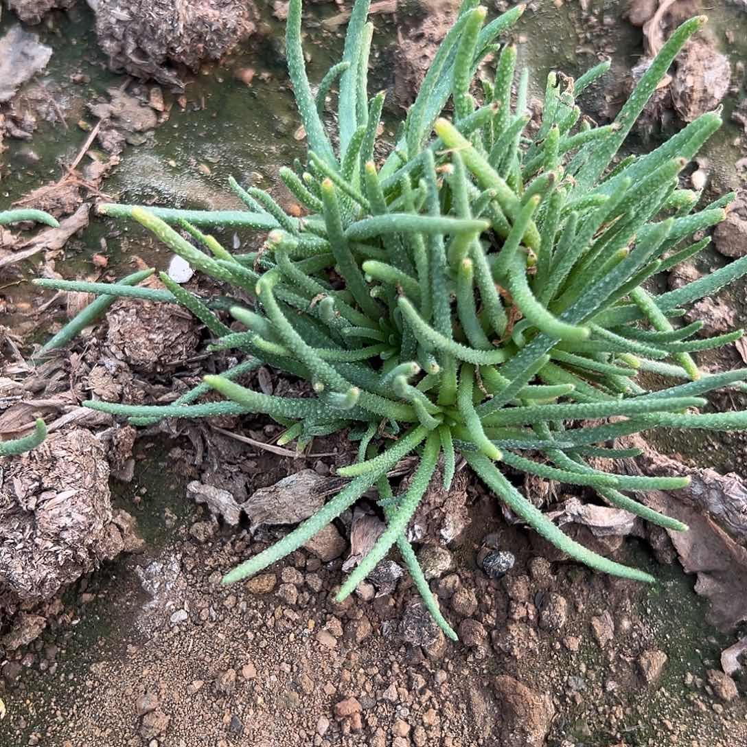多肉植物天赐群生