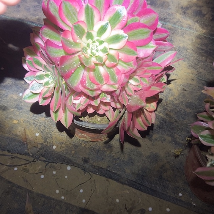 多肉法师植物链接198