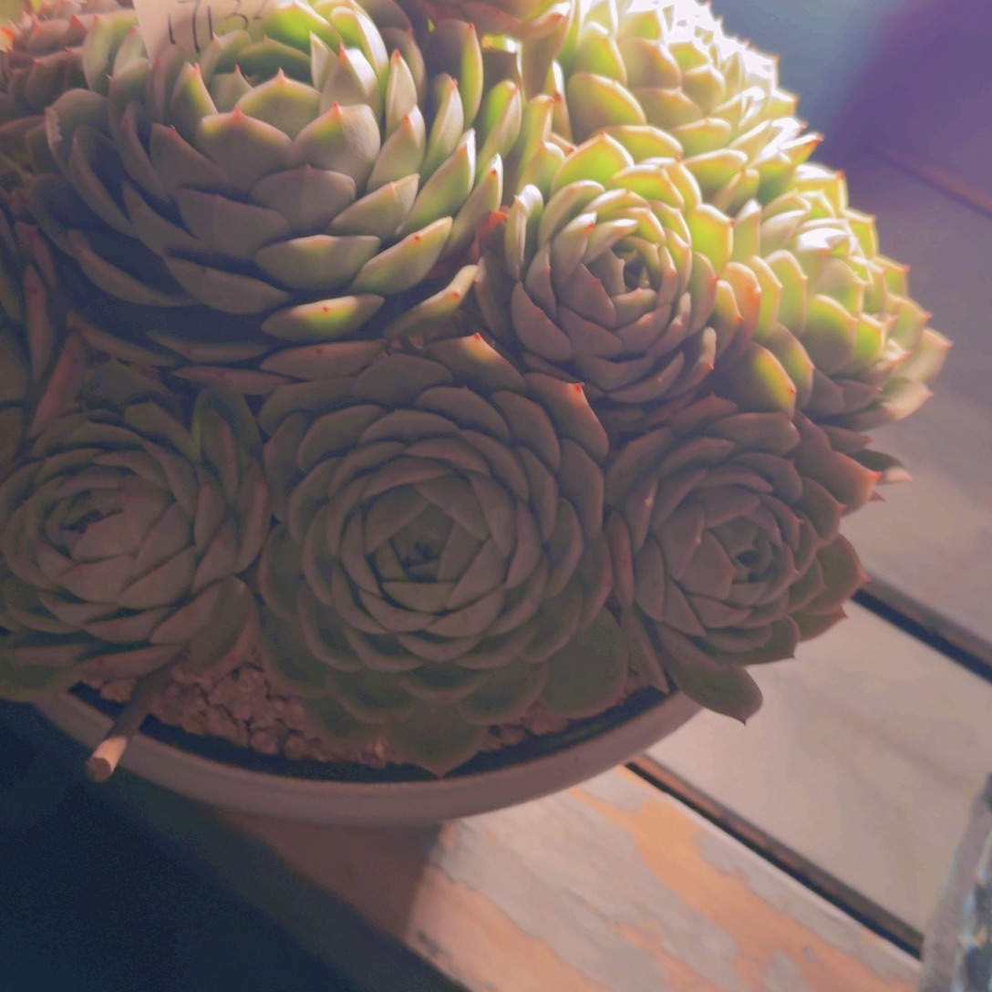 来***张17132杂交带盆多肉植物