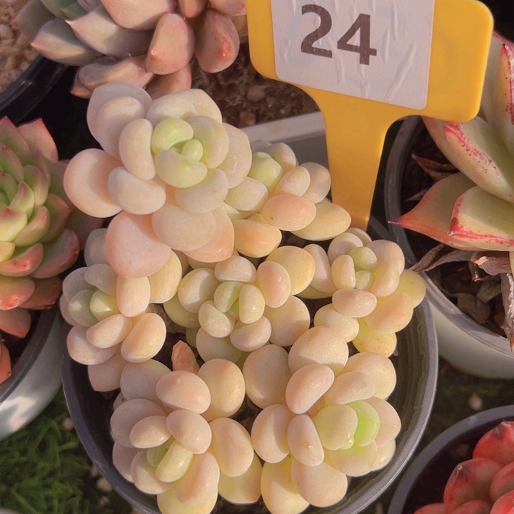 健健康康平平安安