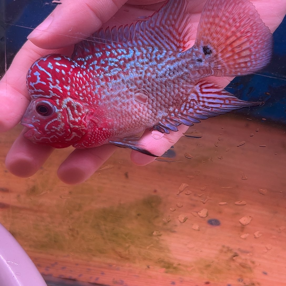 薄***秋海水鱼8888888888888