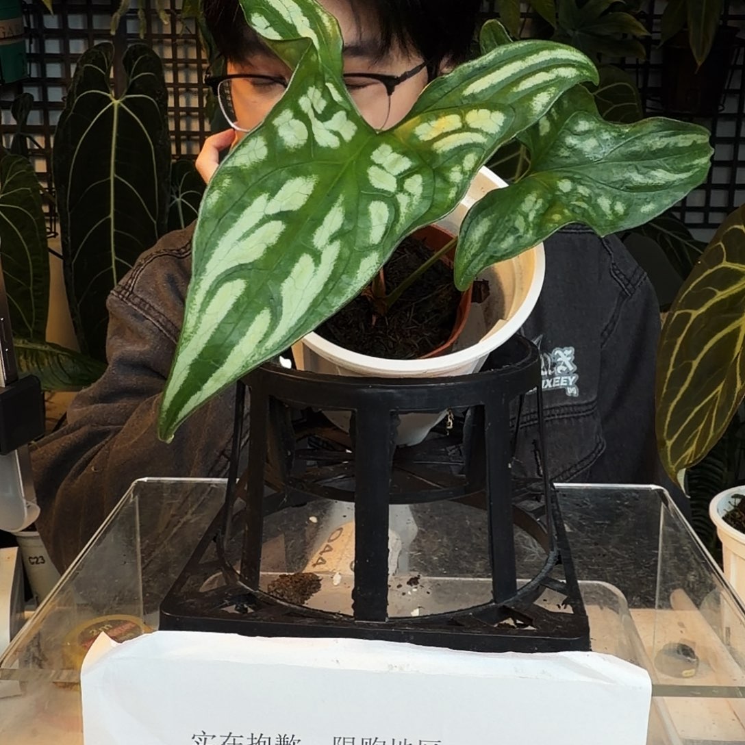 完全开放O35  非常鬼面