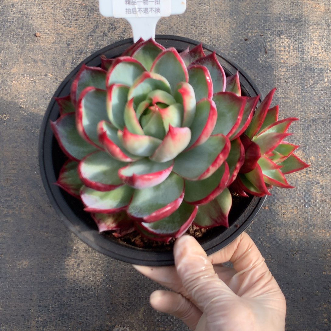 570多肉植物14厘米