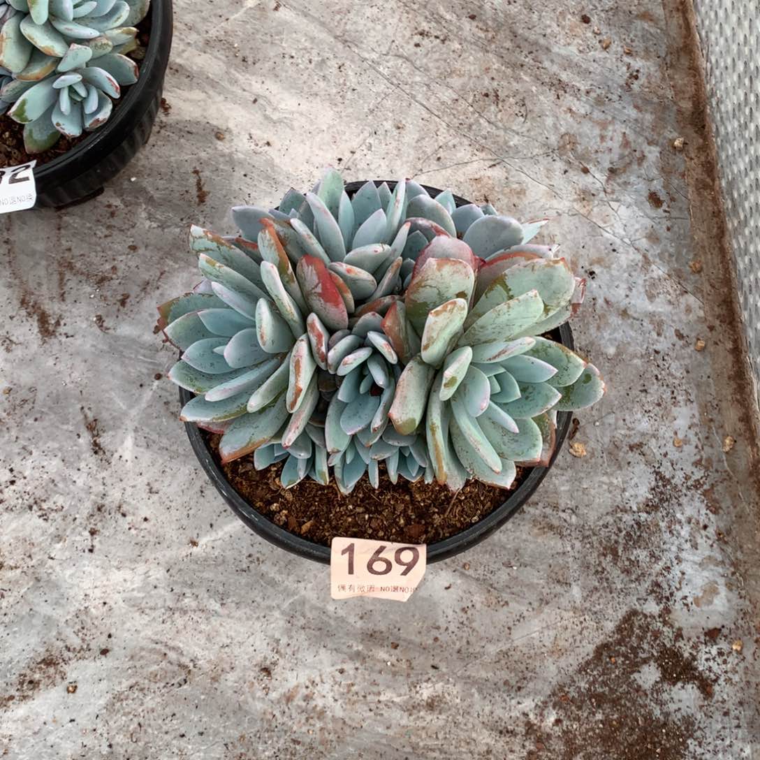 169奶茶多肉植物！！！！