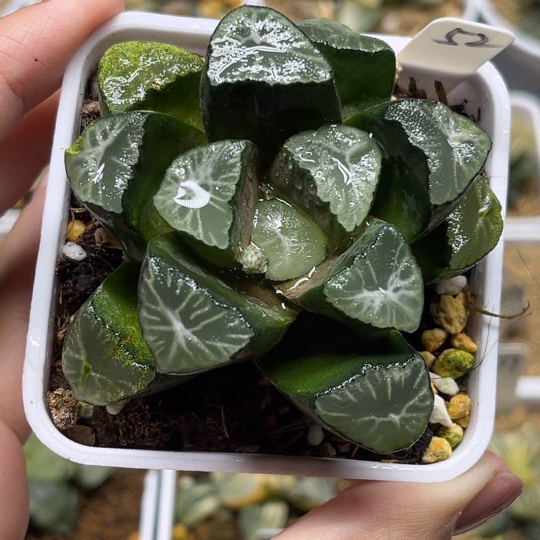 52实生万象福利专场