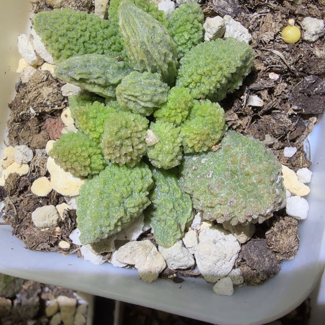 用***6大尤翠绿石             