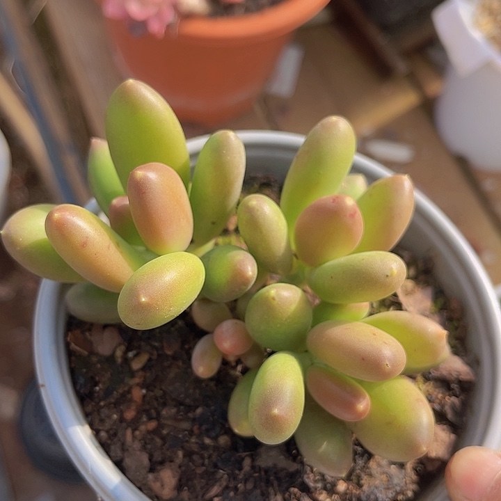 芒果奶12111多肉植物