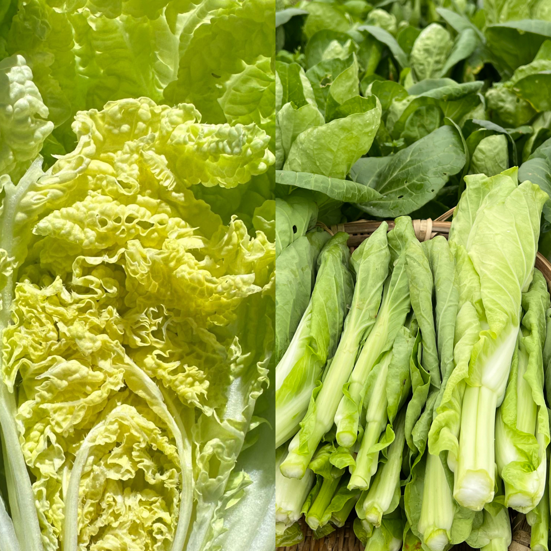 贵州高山露天种植麻叶白菜和菜苔双拼新鲜蔬菜