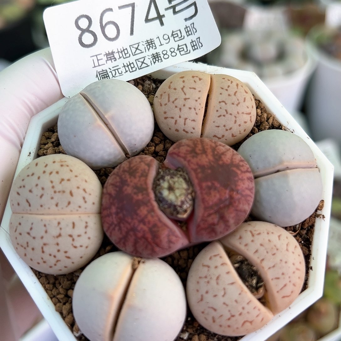 好养易活生石花大母本8674