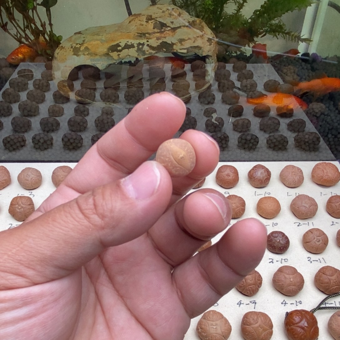 理***旬凤眼菩提吊坠凤眼