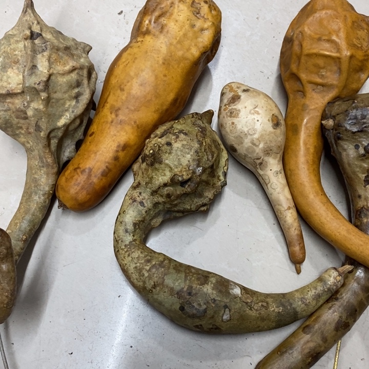 真***亮葫芦…………………………………