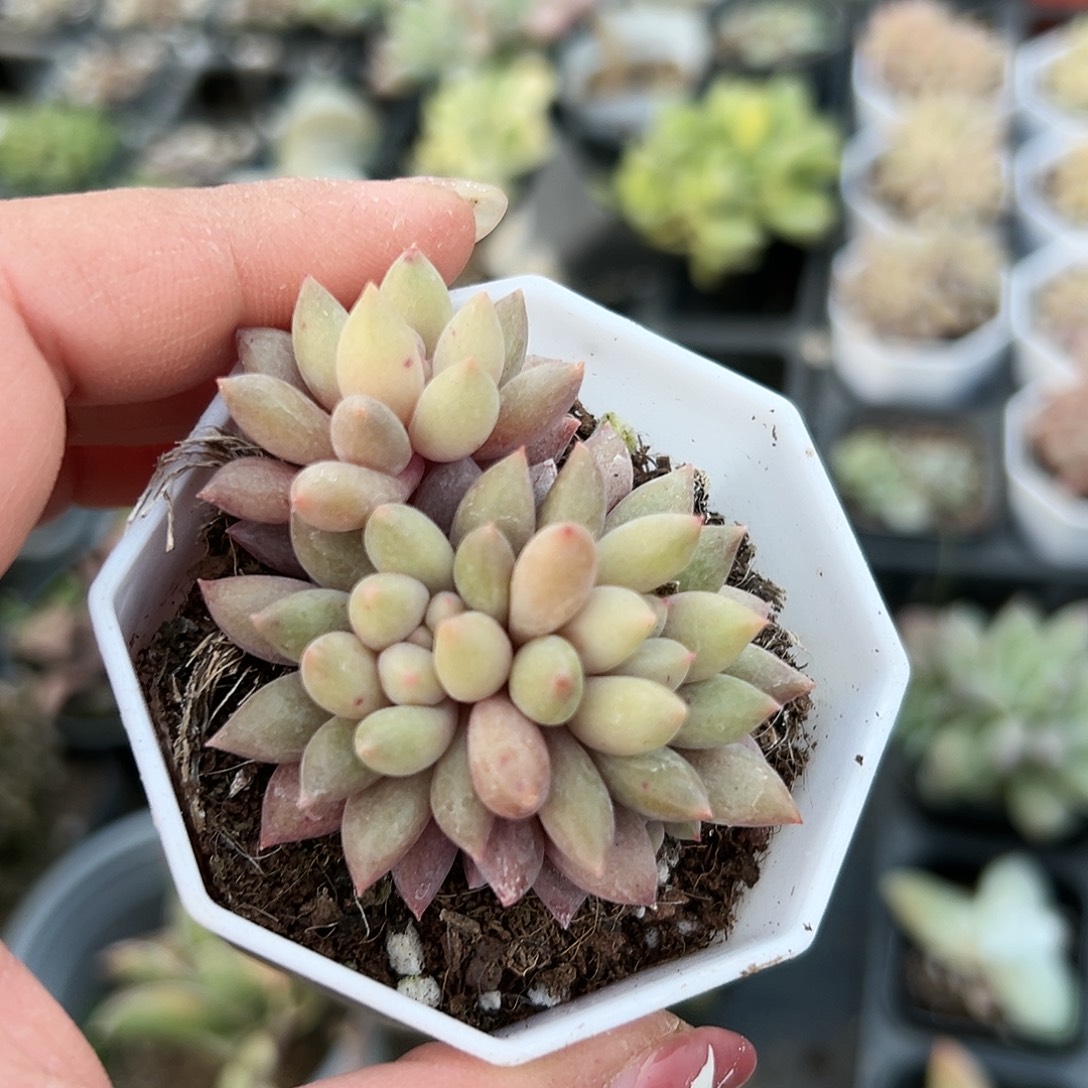 多肉植物车厘子群