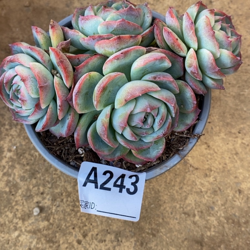 【闪购商品】飘**厅多肉植物的