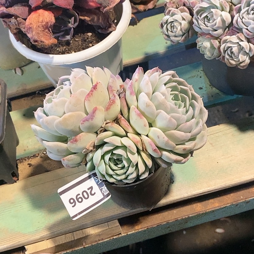 【闪购商品】杂2096