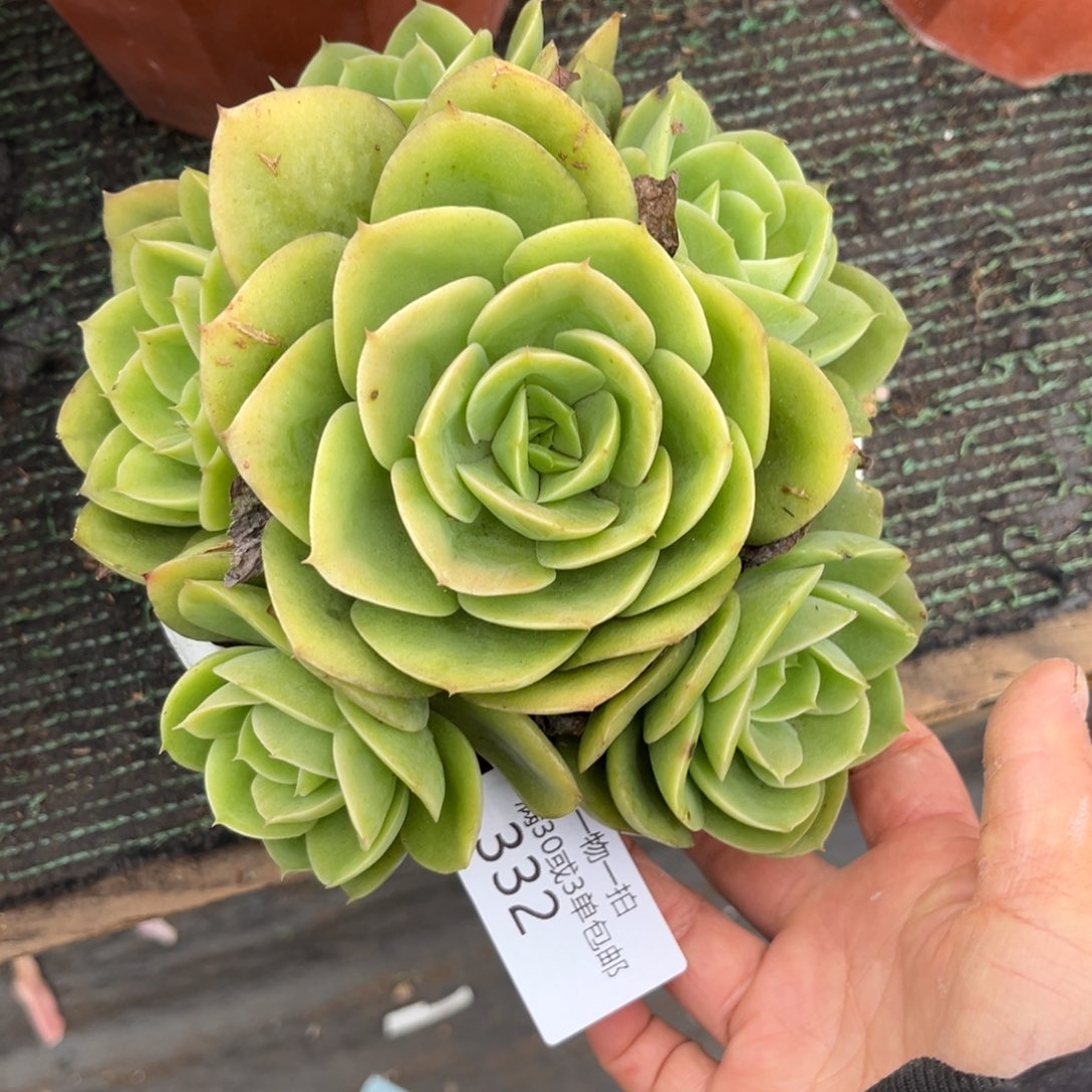 332星娜塔手捧有砍多肉