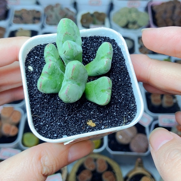 好****我樱桃爱妃们的美肉