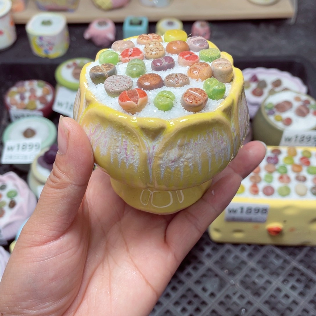 w1907 带盆土发货-零下地区拍保温箱