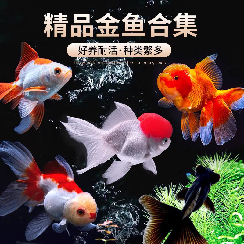 大金鱼 9条 8-10公分 观赏鱼包邮 颜色随机不指定
