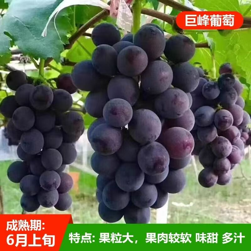 巨峰盆栽地栽阳台庭院四季种植果树苗