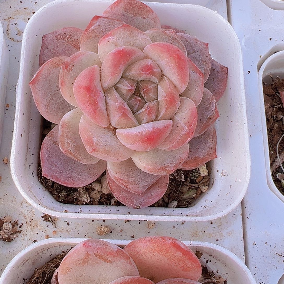 黛玉冰魄19包邮多肉