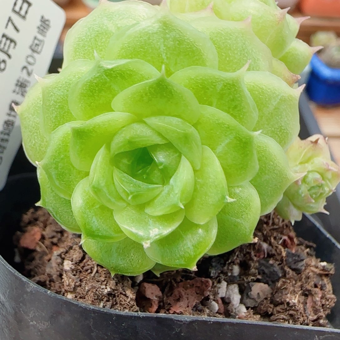 花语逸镜0807-58散