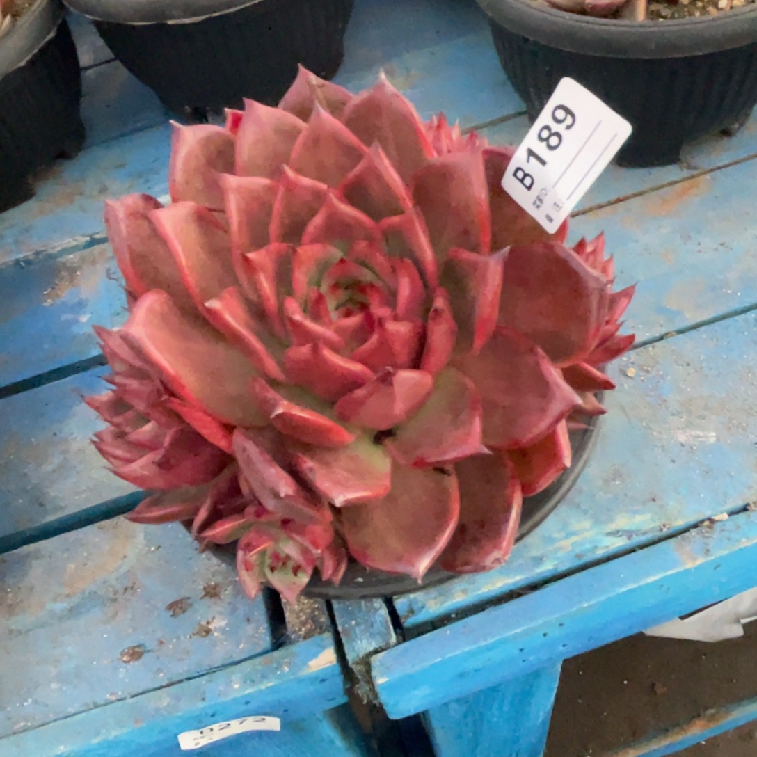 无花朵若如东云单拍B189