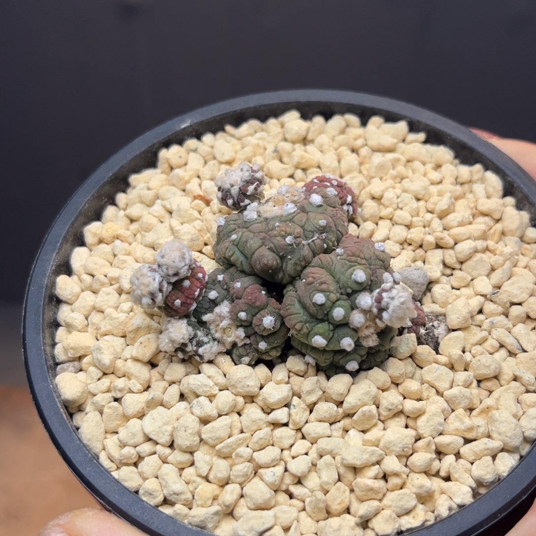 子吹悟空Zzzzzzzzxxxzzzzz