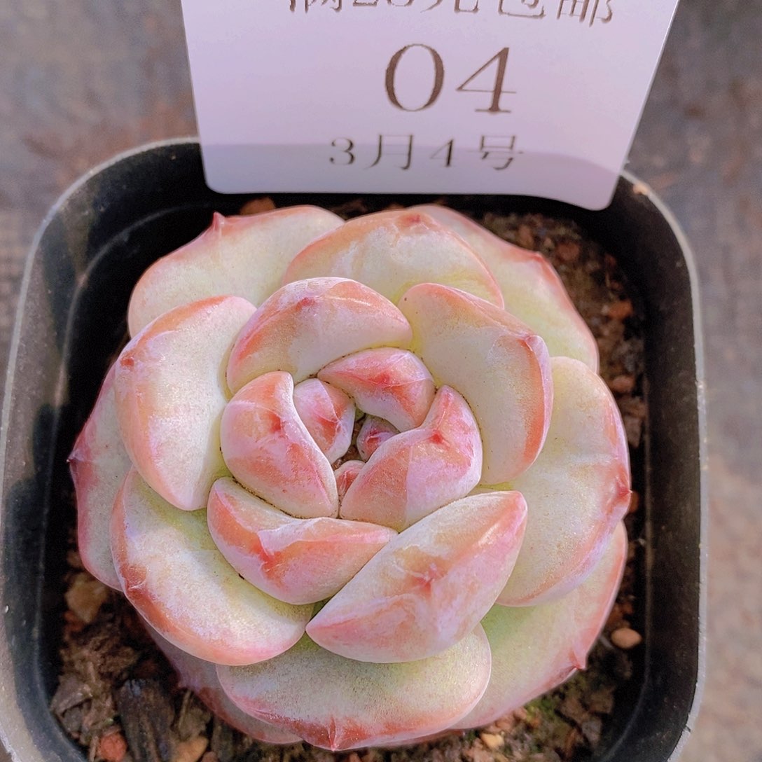 【闪购商品】云04号