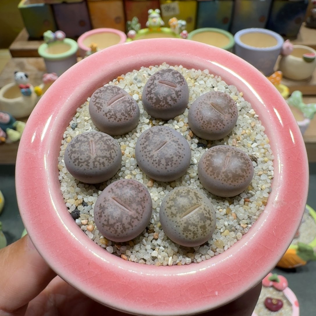 蘑菇1019彩研多肉植物