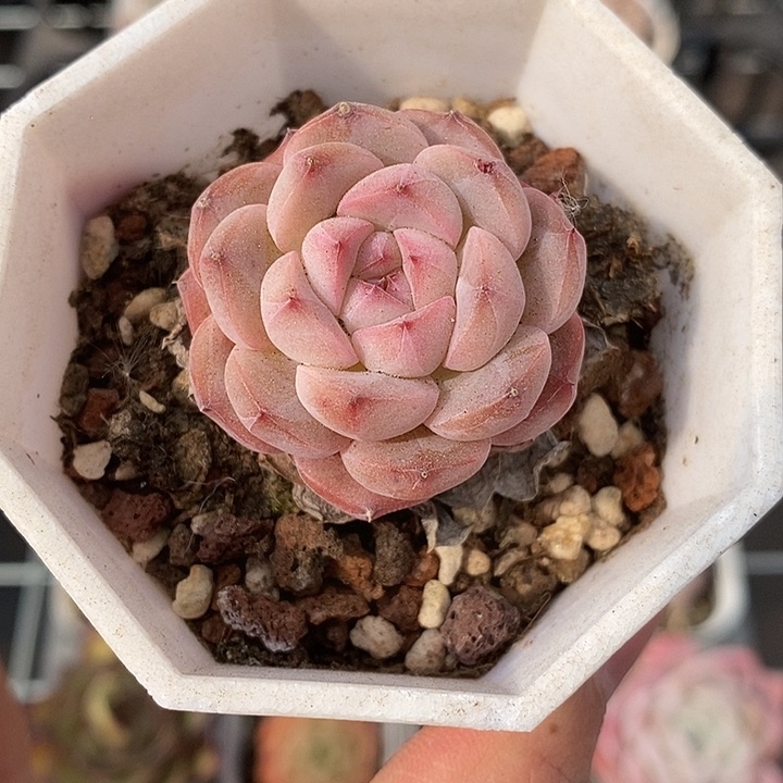 粉色的小可爱啊42