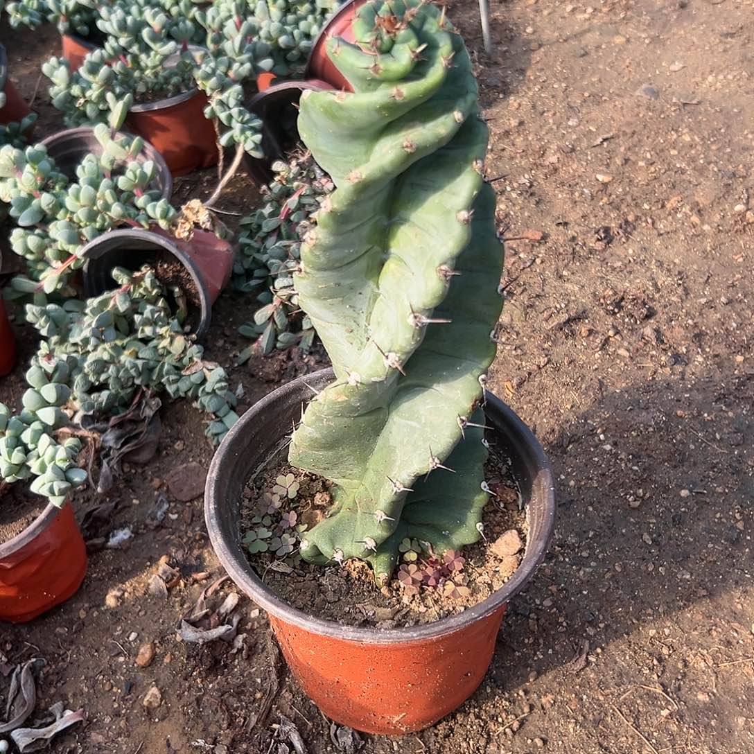 多肉植物龙卷风单头