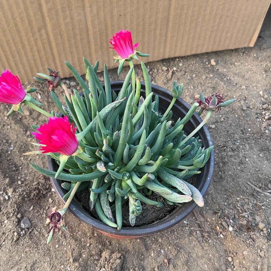 多肉植物红花奔龙