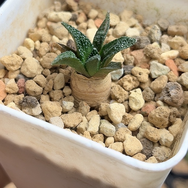 辛顿牡丹实生球一颗一物一拍