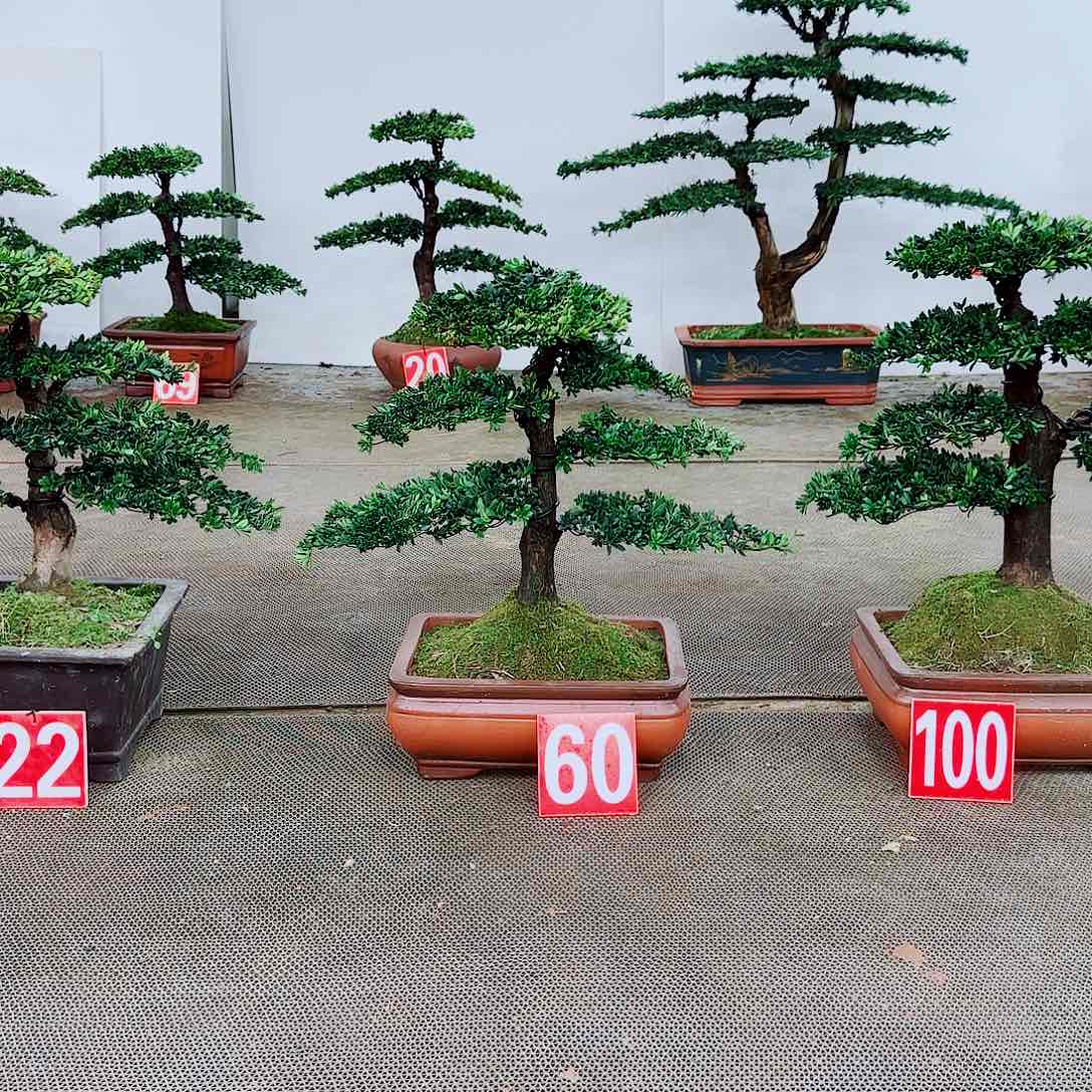 盆景罗汉松盆景造型设计