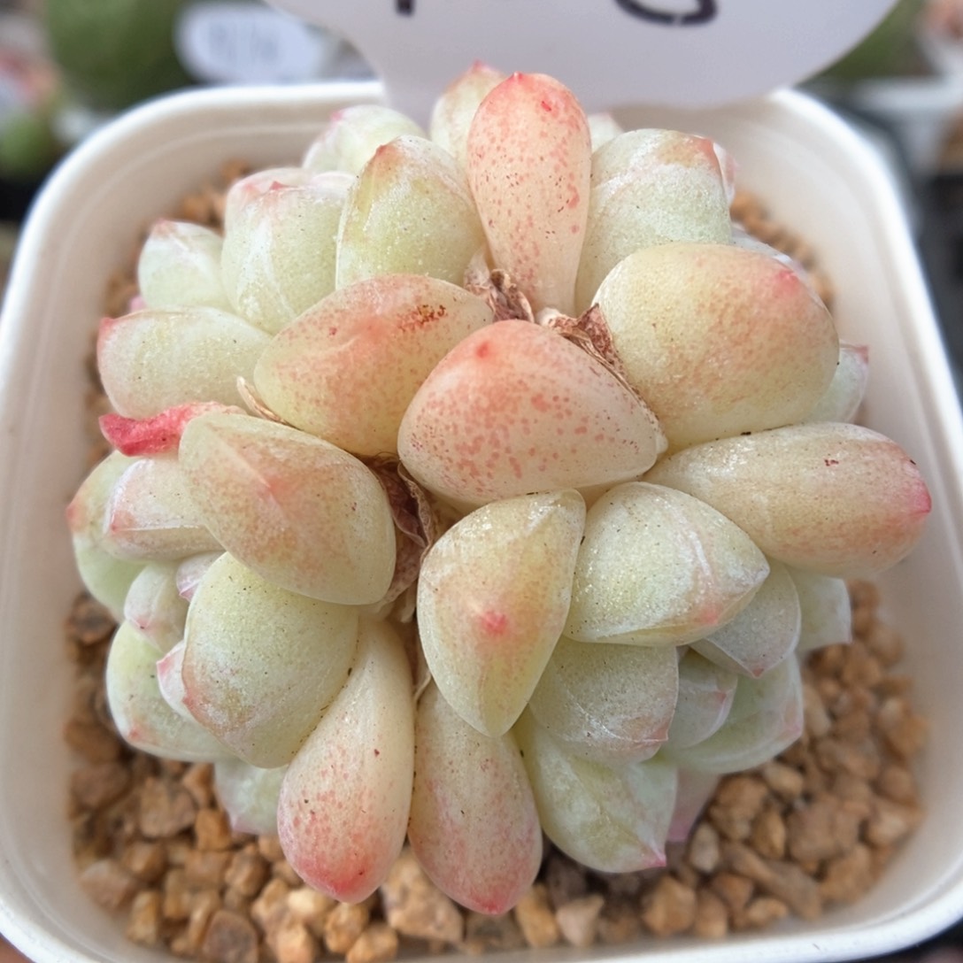 冰玉群生可拍918号