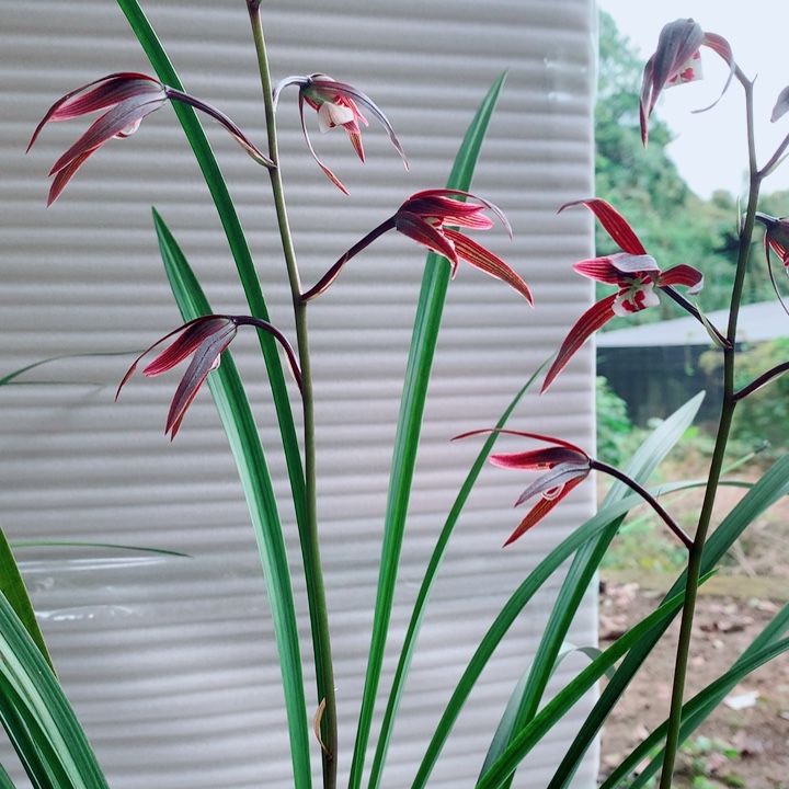 游***间完全开放三苗2花苞已开