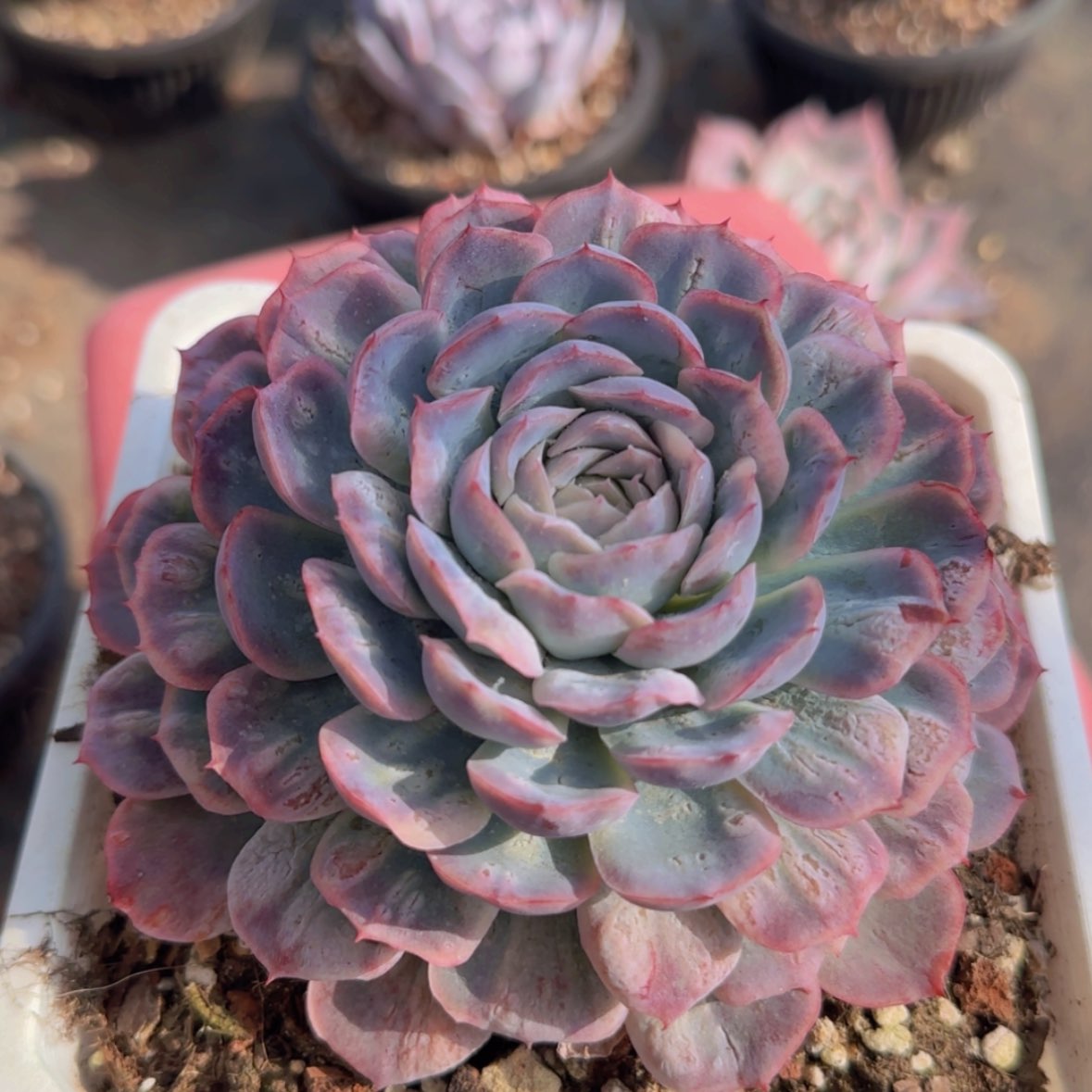 【闪购商品】母本泡泡纱裙28.8