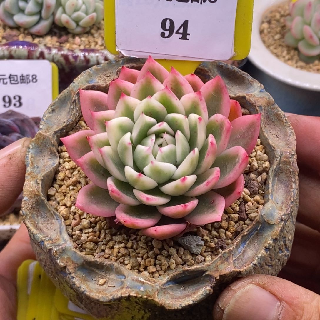 894蝴蝶锦单头多肉