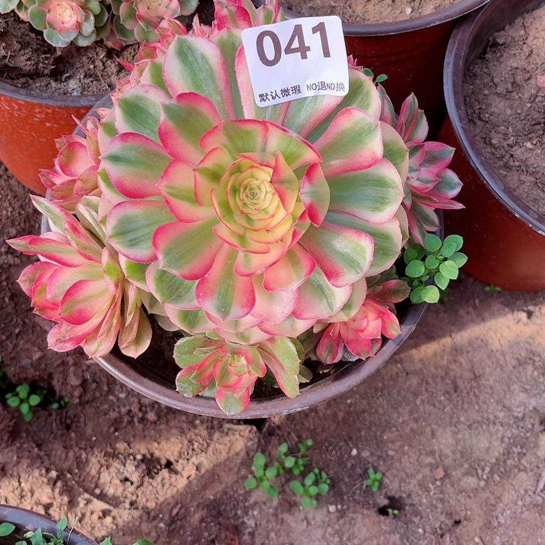 无花朵多肉植物041