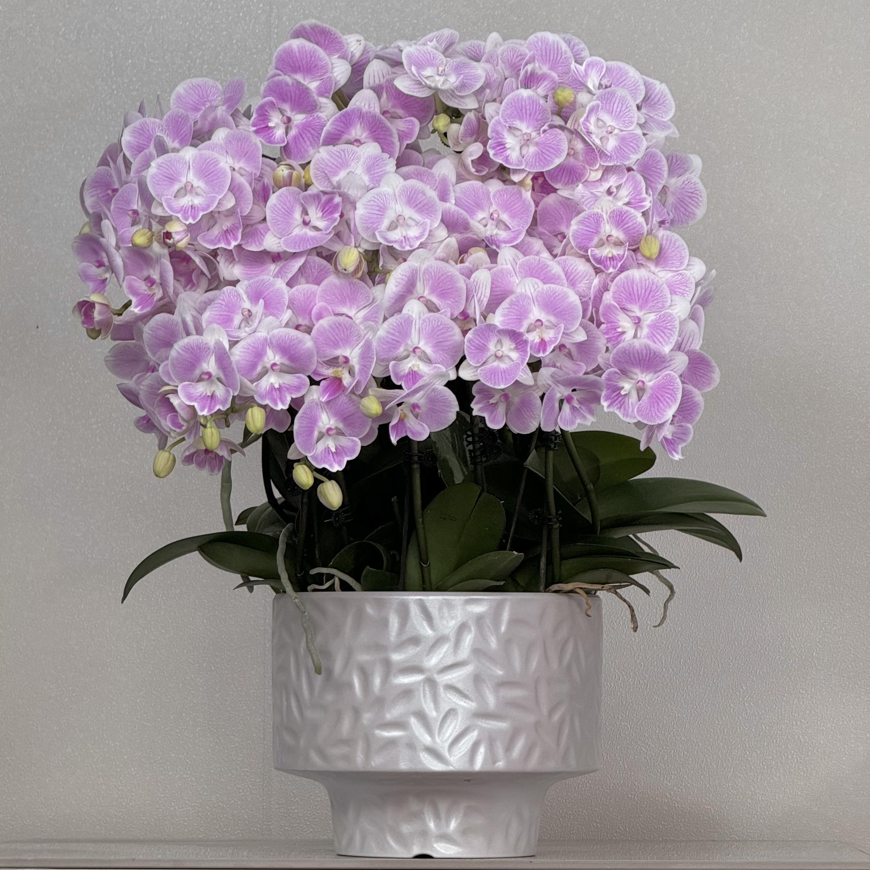 蝴蝶兰《养乐多》粉色系艺术大组盆送礼乔迁