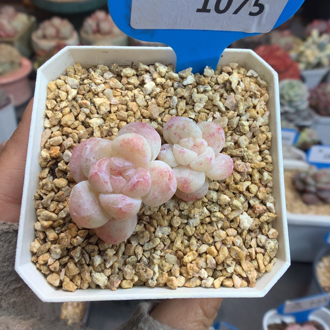 1075新年好冰玉石化多肉