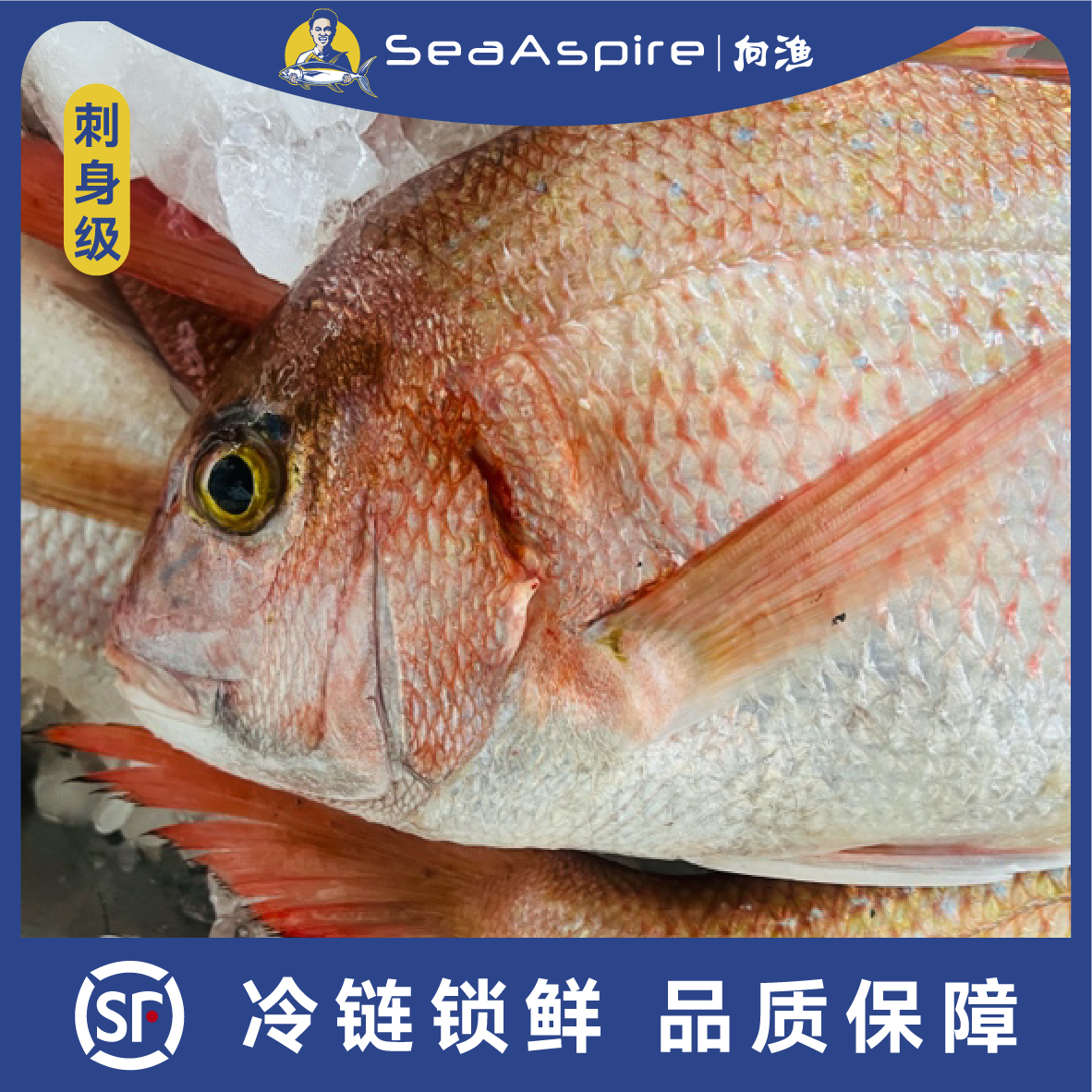 【真雕、金头雕】深海金头雕、真鲷已放血排酸刺身级冰鲜