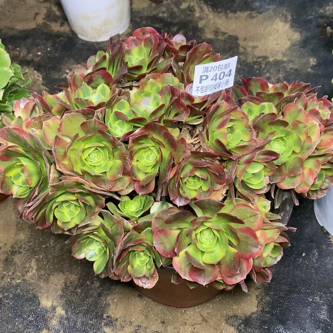 404奶白锦多肉法师锦