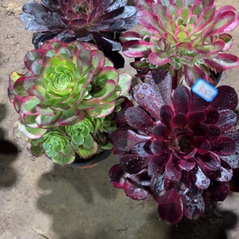 815多肉植物组合