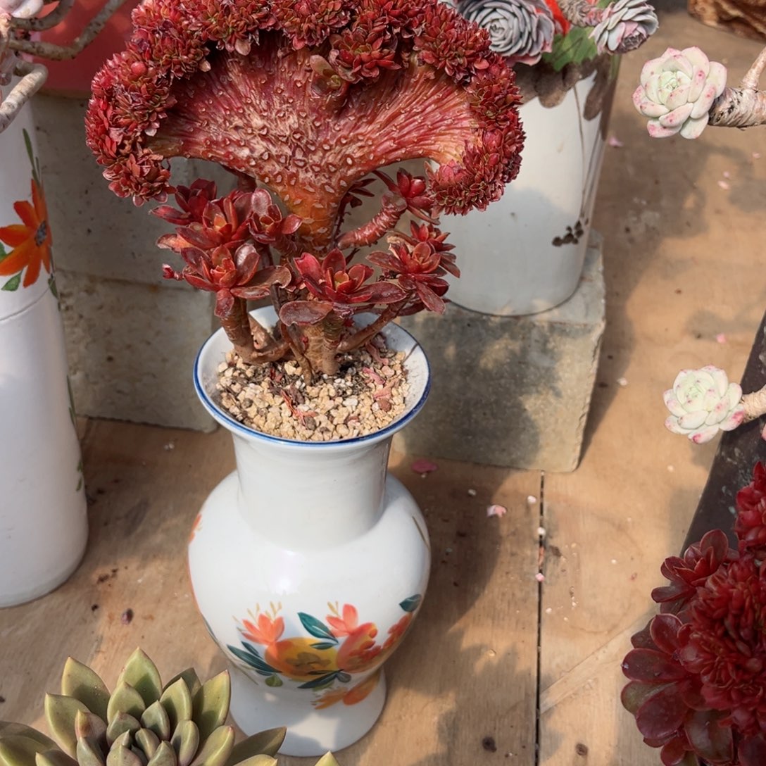 我们都市里有很多的小伙伴们