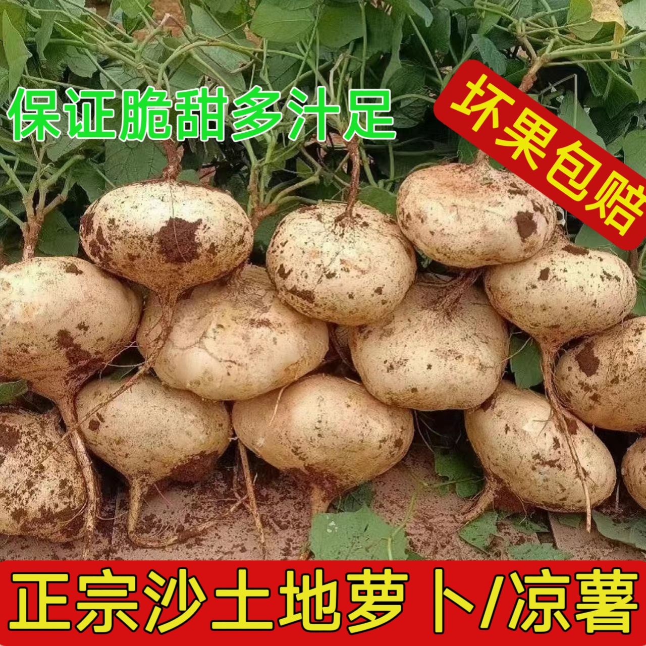 【贵州品种】新鲜凉薯地萝卜皮薄采摘现挖地瓜豆薯沙葛土瓜