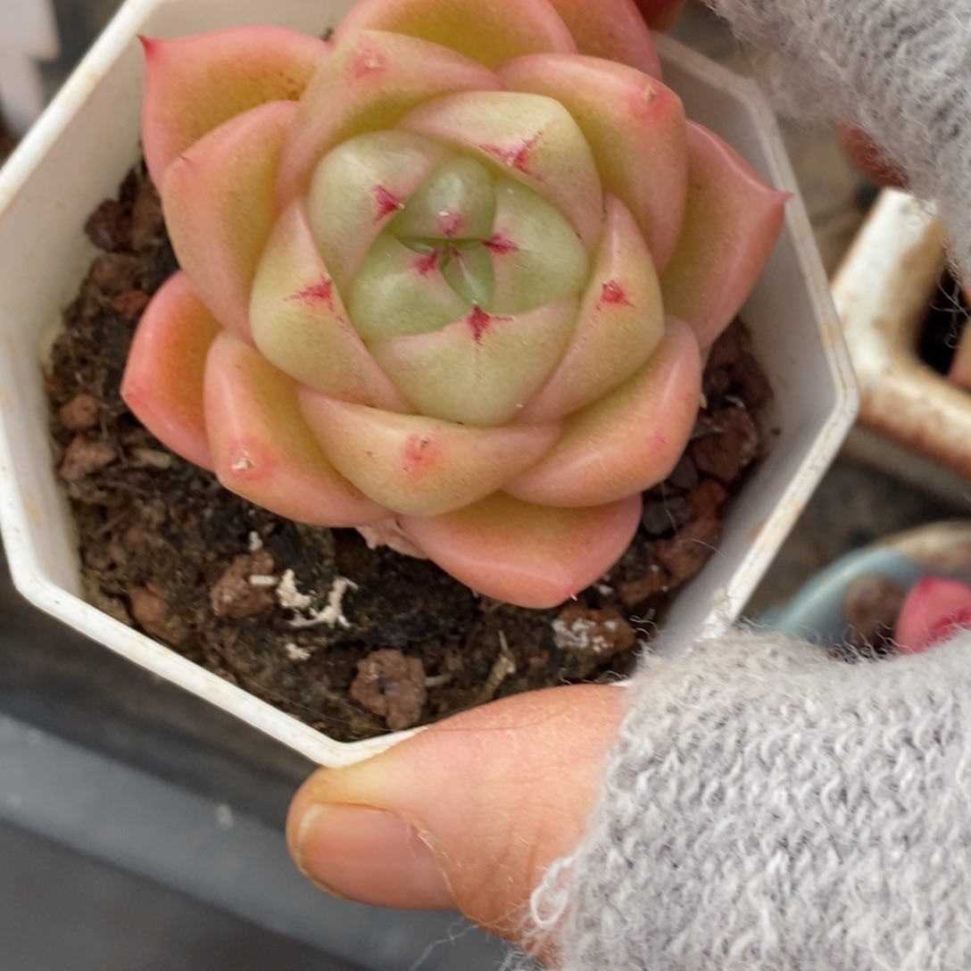 精品多肉一物一拍不包整29