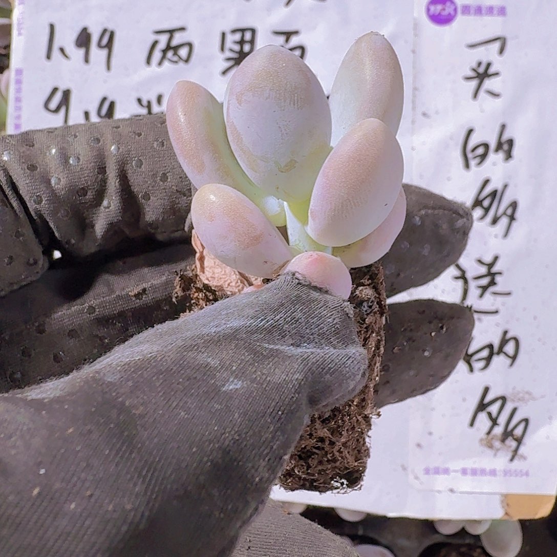 达摩奶酪两颗一组
