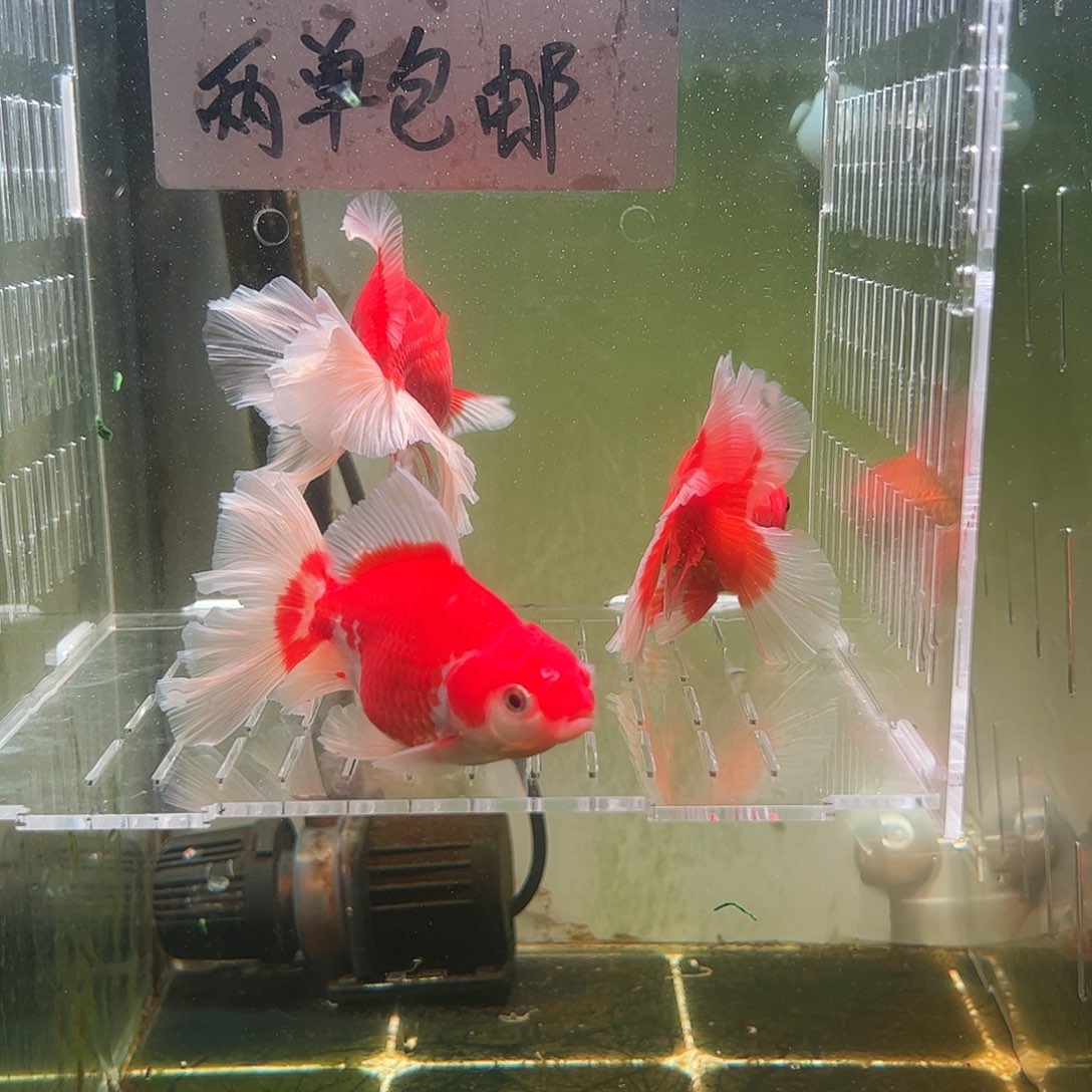 金鱼百褶泰狮亚成22
