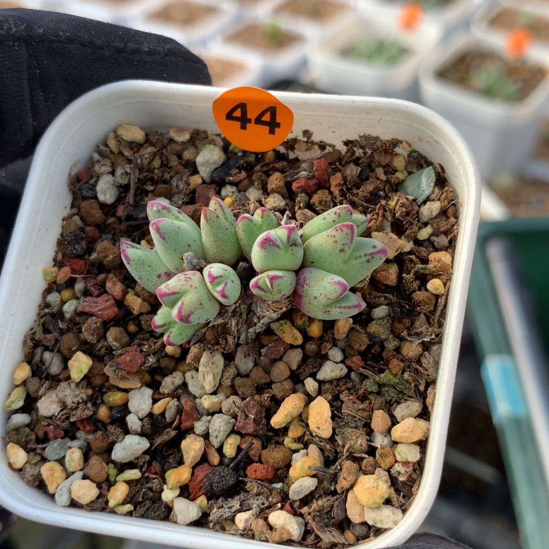 44号猪蹄母本一颗